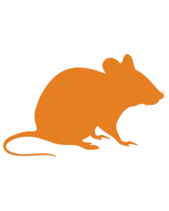 Silhouette orange d'un rat sur fond noir, vue de profil.