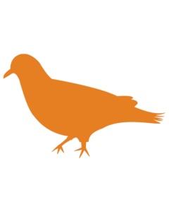 Silhouette d'un pigeon de couleur orange sur fond noir.